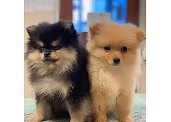 San Jose Veterinary Clinics Curtner Pet Clinic & Hospital