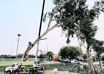 Fresno Tree Services Cut Rite Tree Service