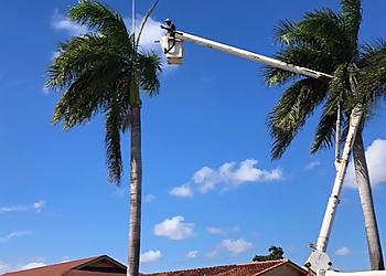Hialeah Tree Services D&D Tree Service