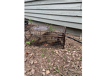 Hartford Animal Removal D&D Wildlife Control