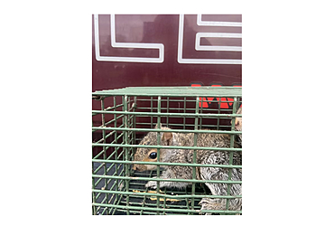 Hartford Animal Removal D&D Wildlife Control