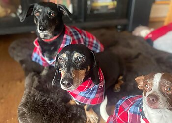 Arlington Dog Walkers DFW Pet Sitting Services