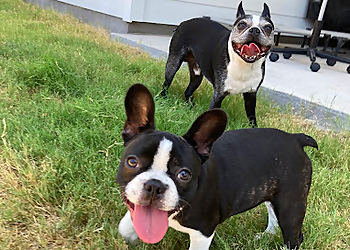 DFW Pet Sitting Services - Garland, TX Dog Walkers - Work Image