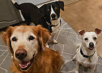 DFW Pet Sitting Services DFW Pet Sitting Services - Garland, TX Dog Walkers - Service Image