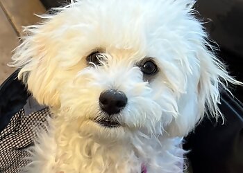 Irving Dog Walkers DFW Pet Sitting Services