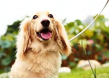 Irving Dog Walkers DFW Pet Sitting Services