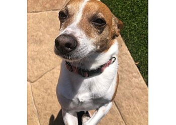 Dallas Dog Walkers DFW Pet Sitting Services, Inc.