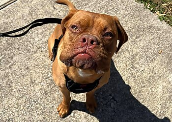 Dallas Dog Walkers DFW Pet Sitting Services, Inc.