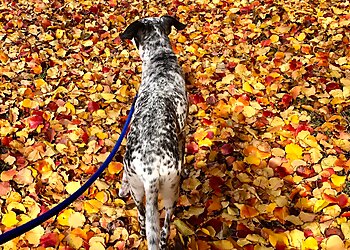 Fort Worth Dog Walkers DFW Pet Sitting Services, Inc.