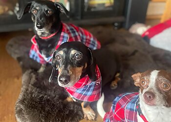 Plano Dog Walkers DFW Pet Sitting Services, Inc.