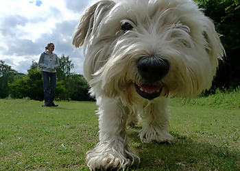 DFW Pet Sitting Services McKinney - McKinney, TX Dog Walkers - Service Image