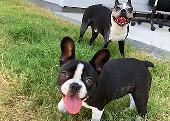 DFW Pet Sitting Services McKinney DFW Pet Sitting Services McKinney - McKinney, TX Dog Walkers - Job Site Image