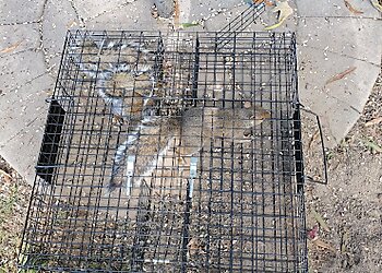 Baltimore Animal Removal DMV Wildlife & Pest Solutions LLC