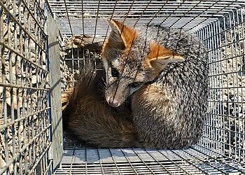 Baltimore Animal Removal DMV Wildlife & Pest Solutions LLC