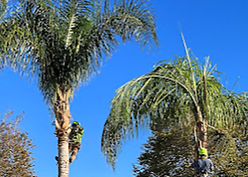 Ontario Tree Services D&N Tree Care Inc.