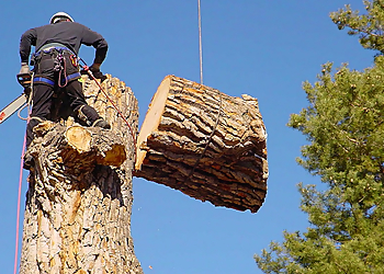 Providence Tree Services D. Sepe Tree Service