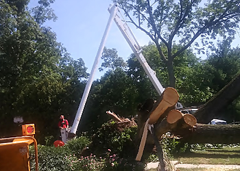 Providence Tree Services D. Sepe Tree Service