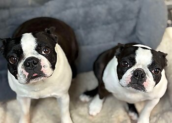 Augusta Pet Grooming D'Tails Pet Grooming