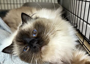 Augusta Pet Grooming D'Tails Pet Grooming