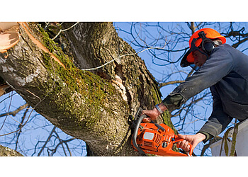 Dailey Tree Care