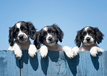 Fort Lauderdale Dog Walkers Daily Dog Walkers & Pet Sitters of Fort Lauderdale