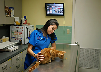 Tampa Veterinary Clinics Dale Mabry Animal Hospital