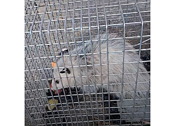 Fort Worth Animal Removal Dallas Fort Worth Wildlife Control