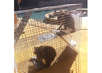 Fort Worth Animal Removal Dallas Fort Worth Wildlife Control