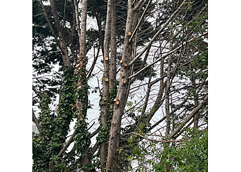 Daly City Tree Services Daly City Tree Services