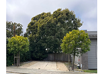 Daly City Tree Services Daly City Tree Services