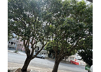 Daly City Tree Services Daly City Tree Services Daly City Tree Services