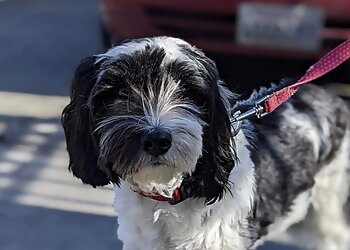 San Francisco Dog Training Dan Perata