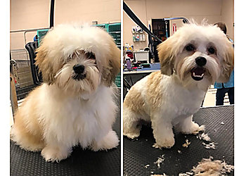 Warren Pet Grooming Dani's Dog grooming