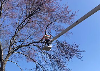 Cleveland Tree Services Danny’s Tree Service