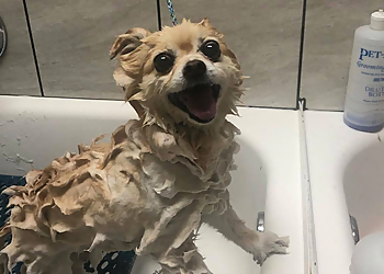 Memphis Pet Grooming Daphne's Pet Grooming and Boarding