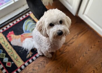 Buffalo Pet Grooming Darcy's Grooming Service Inc.