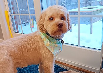 Buffalo Pet Grooming Darcy's Grooming Service Inc.