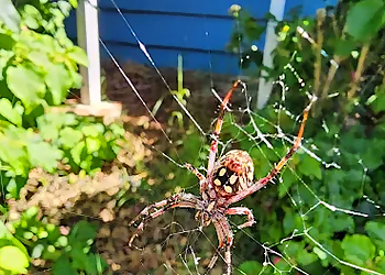 Dash Pest Control - Oxnard, CA Pest Control Companies - Service Image