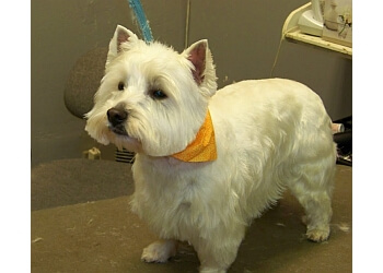 3 Best Pet Grooming in Rockford, IL - Expert Recommendations