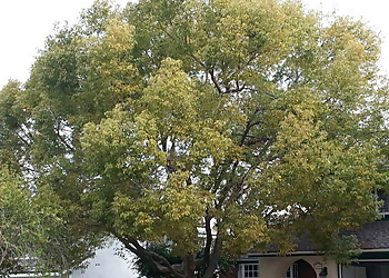 Huntington Beach Tree Services David's Tree Service