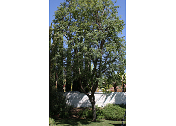 Huntington Beach Tree Services David's Tree Service