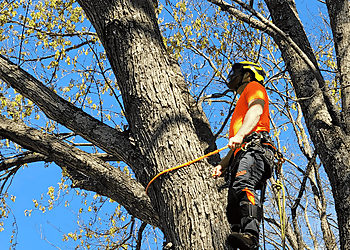 Winston Salem Tree Services Davis Tree Surgeons