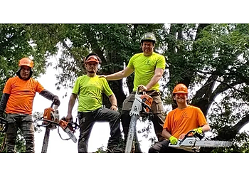 Winston Salem Tree Services Davis Tree Surgeons