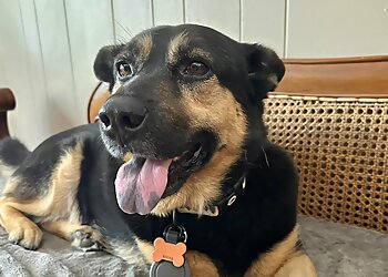 Gainesville Dog Walkers Daytime Dogs and Friends, LLC