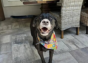 Gainesville Dog Walkers Daytime Dogs and Friends, LLC