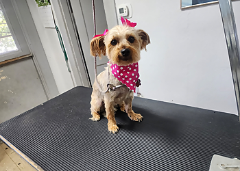 Waterbury Pet Grooming Debbie's Dog Grooming