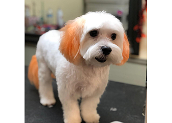 Thousand Oaks Pet Grooming Debbies Pet Grooming