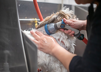 Modesto Pet Grooming Dee's All Breed Grooming