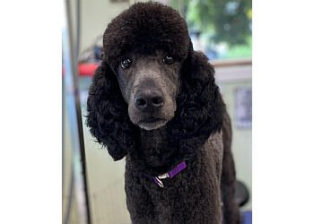 3 Best Pet Grooming in Spokane, WA - Expert Recommendations