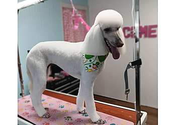 Spokane Pet Grooming Dee's Dog Grooming, LLC